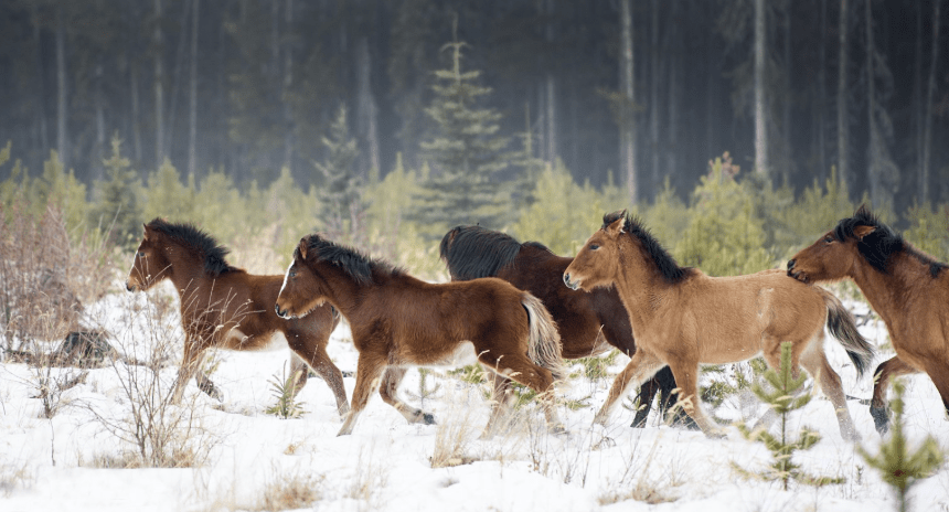 Wild Horses and&nbsp;Conservation